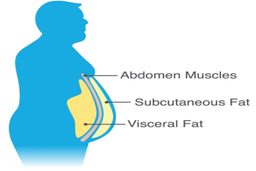 Shaking Up Your Visceral Fat Once and for All