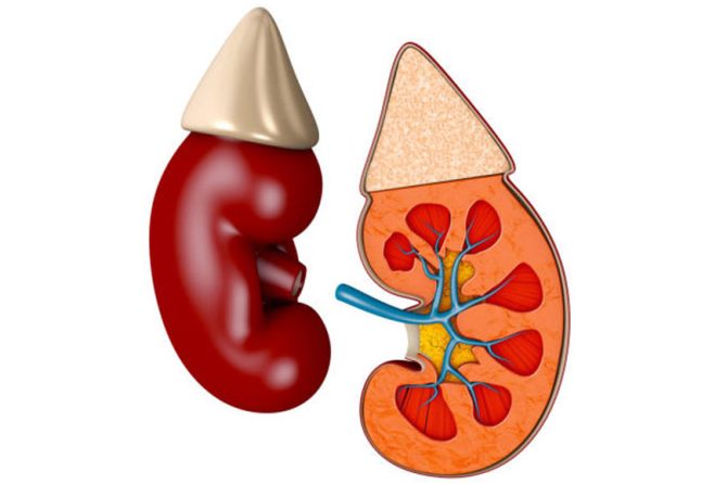 What are Glomerular diseases?