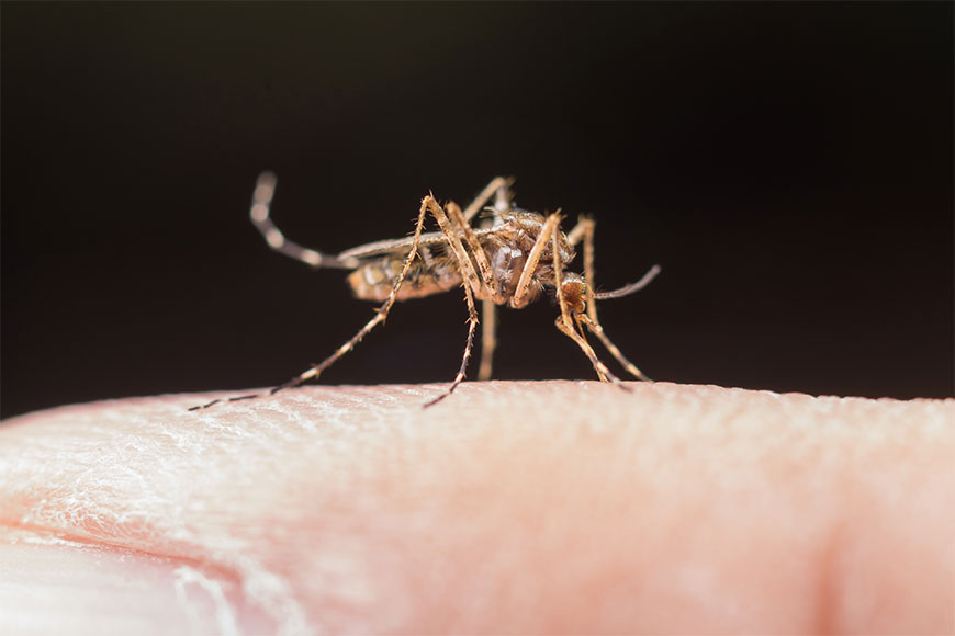 mosquito bites